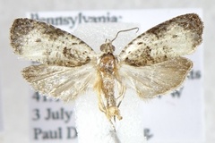 Olethreutes malana