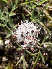Lomatium gormanii