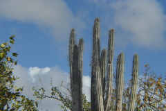 Cereus repandus