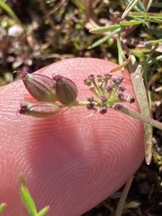 Lomatium gormanii