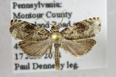 Olethreutes appendiceum