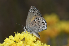 Satyrium behrii behrii