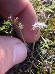 Lomatium gormanii