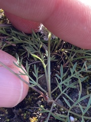 Lomatium gormanii