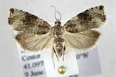 Olethreutes appendiceum