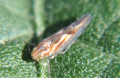 Neocoelidia bilobata
