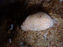 Acar plicata