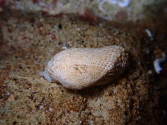 Acar plicata