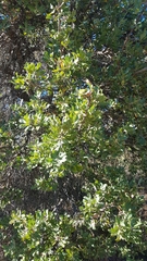 Banksia ilicifolia