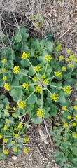 Lomatium lucidum