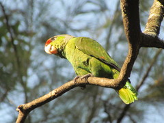 Amazona finschi