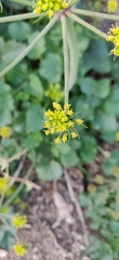 Lomatium lucidum