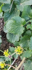 Lomatium lucidum