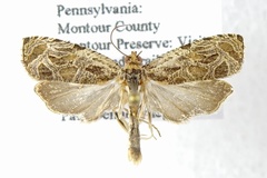 Olethreutes permundana