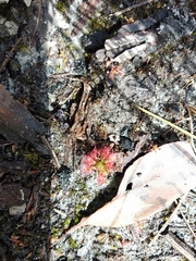Drosera roseana