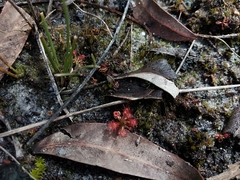 Drosera roseana