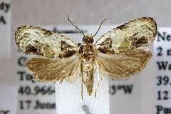 Olethreutes griseoalbana