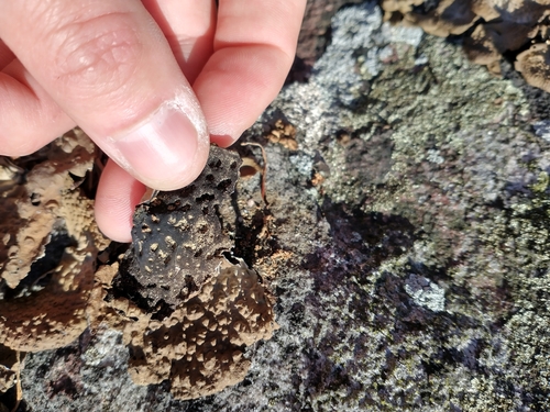 Pennsylvania Toadskin Lichen