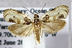 Olethreutes griseoalbana