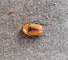 Diaphonia xanthopyga