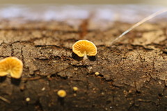 Crepidotus stromaticus