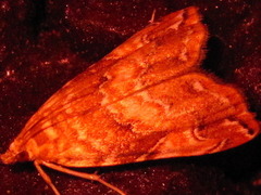 Elophila turbata