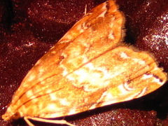 Elophila turbata