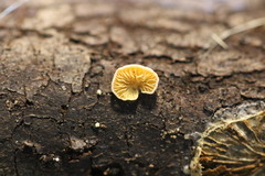 Crepidotus stromaticus