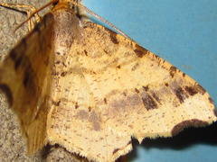 Macaria shanghaisaria