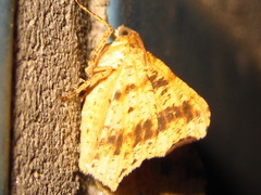 Macaria shanghaisaria