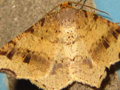 Macaria shanghaisaria