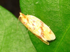 Clepsis pallidana