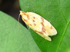 Clepsis pallidana