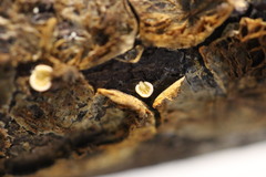 Crepidotus stromaticus