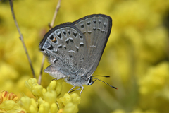 Satyrium behrii behrii