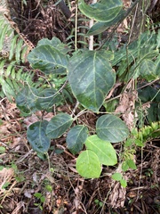 Dalbergia ecastaphyllum