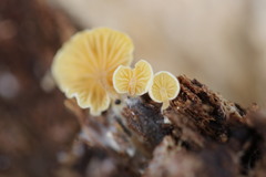Crepidotus stromaticus