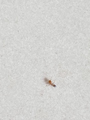 Trichomyrmex destructor