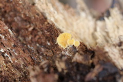 Crepidotus stromaticus