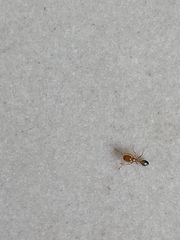 Trichomyrmex destructor