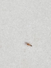 Trichomyrmex destructor