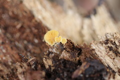 Crepidotus stromaticus
