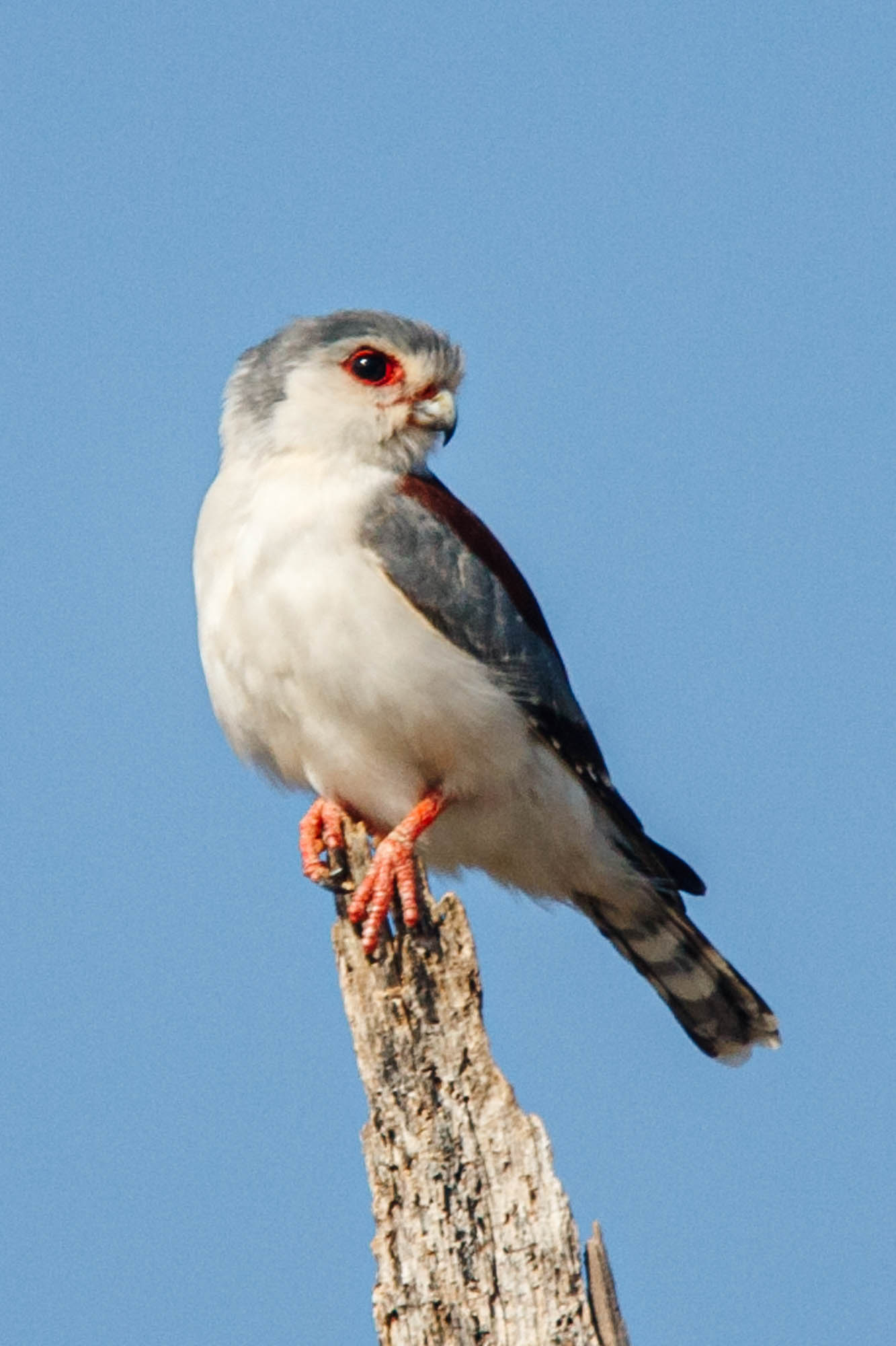 Halconcito africano (Polihierax semitorquatus) · iNaturalist Panamá, image size:1333x2000