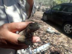 Cyclura cornuta
