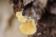 Crepidotus stromaticus