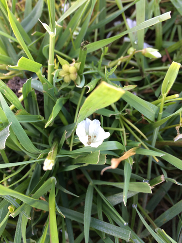 iNaturalist observation photo of Rosy Douglas’ Meadowfoam