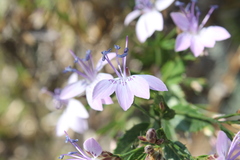 Loeselia purpusii