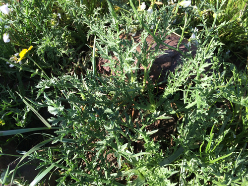 iNaturalist observation photo of Coyote-thistle