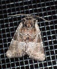 Meropleon ambifusca