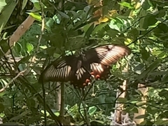 Papilio ascalaphus